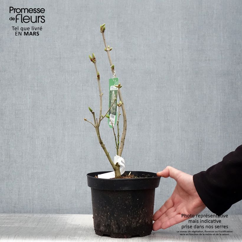 Spécimen de Lilas - Syringa vulgaris Madame Lemoine Pot de 3L/4L tel que livré au printemps