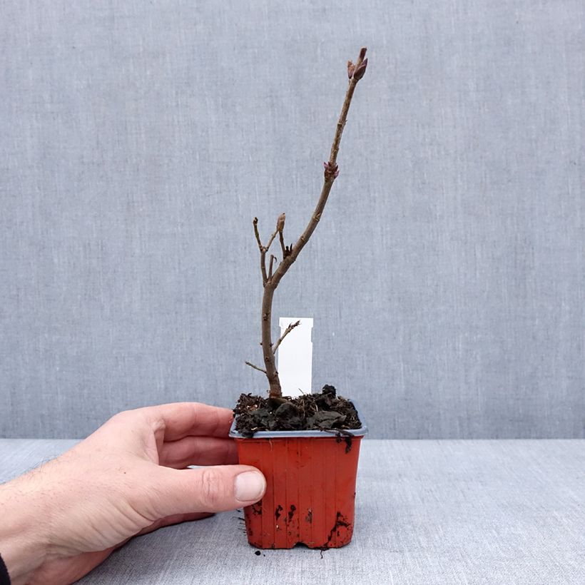 Spécimen de Lilas - Syringa vulgaris Nadezhda Godet de 8/9 cm tel que livré en hiver