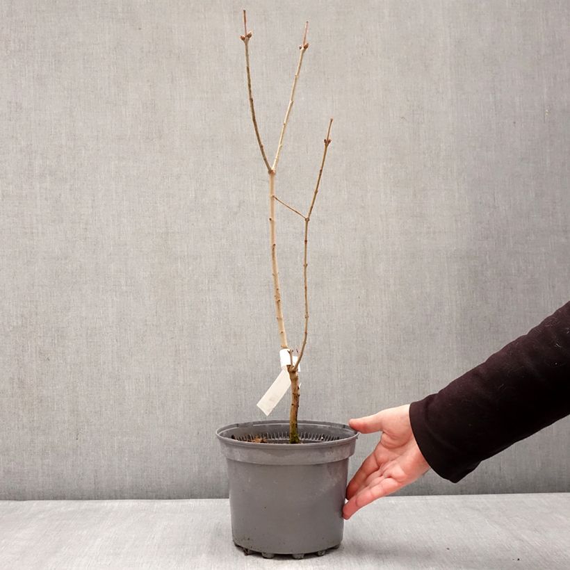 Spécimen de Lilas - Syringa vulgaris Nadezhda Pot de 4L/5L tel que livré en hiver