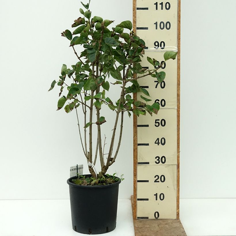 Spécimen de Lilas - Syringa vulgaris Président Grevy Pot de 12L/15L tel que livré en automne