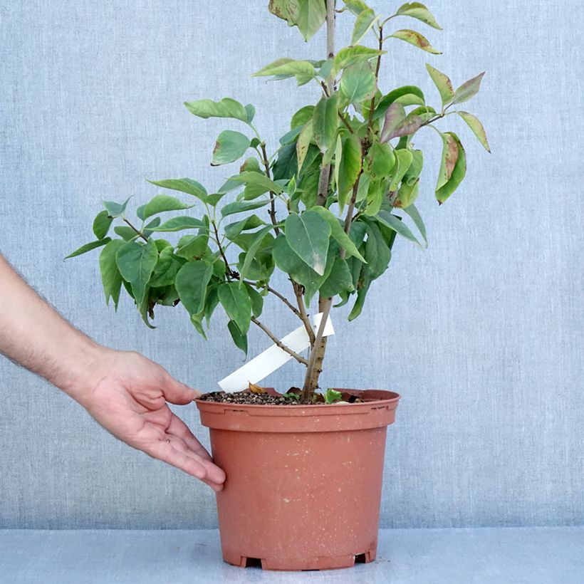 Spécimen de Lilas - Syringa vulgaris Président Grevy Pot de 4L/5L, Buisson, 3/4 branches tel que livré en été