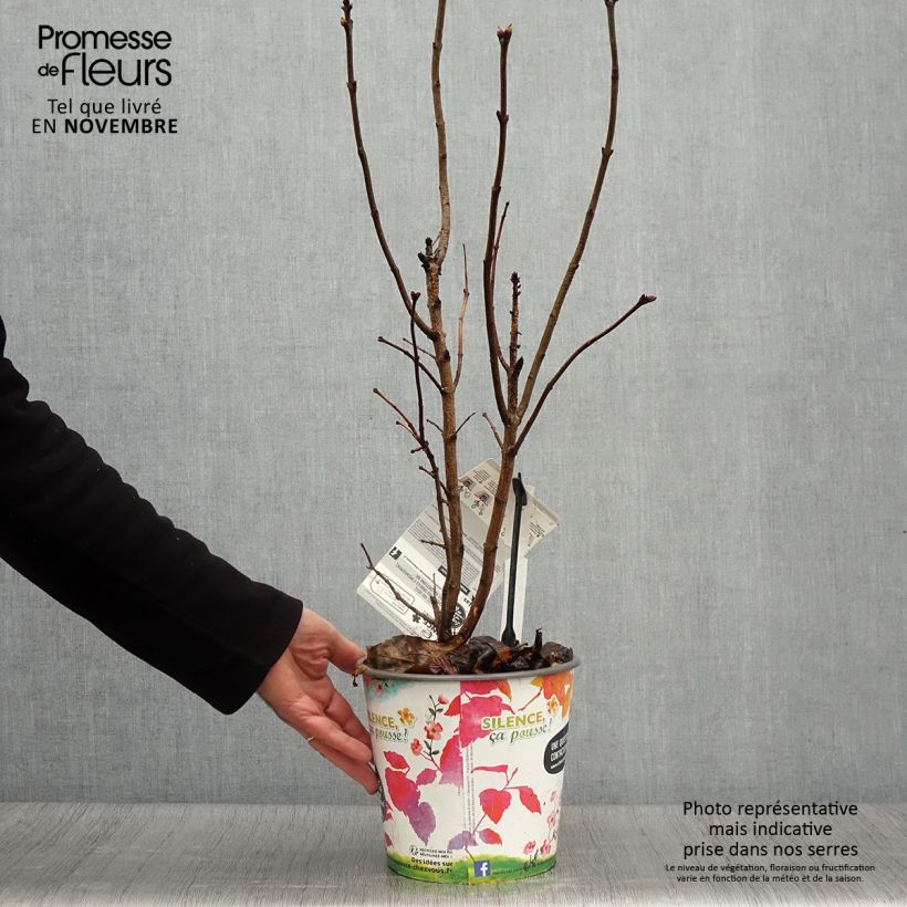 Spécimen de Lilas - Syringa vulgaris Princesse Sturdza Pot de 4L/5L tel que livré en automne