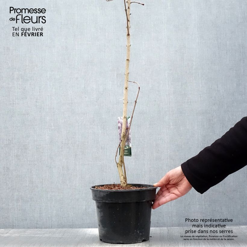 Spécimen de Lilas - Syringa vulgaris Princesse Sturdza Pot de 4L/5L tel que livré en hiver