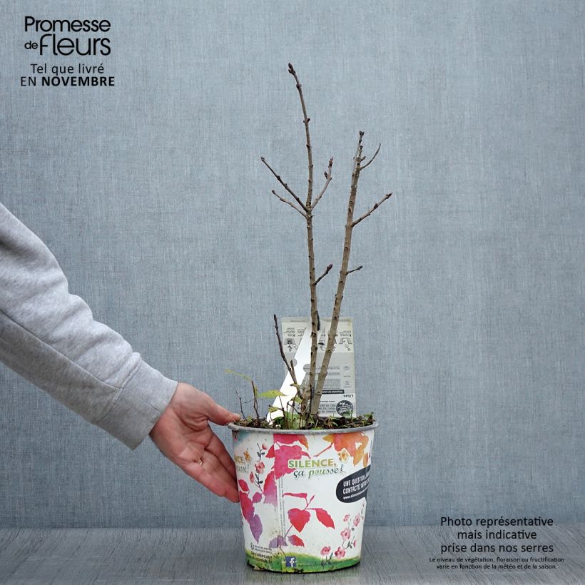 Spécimen de Lilas - Syringa vulgaris Souvenir de Louis Spaeth Pot de 2L/3L, 3/4 branches tel que livré en automne
