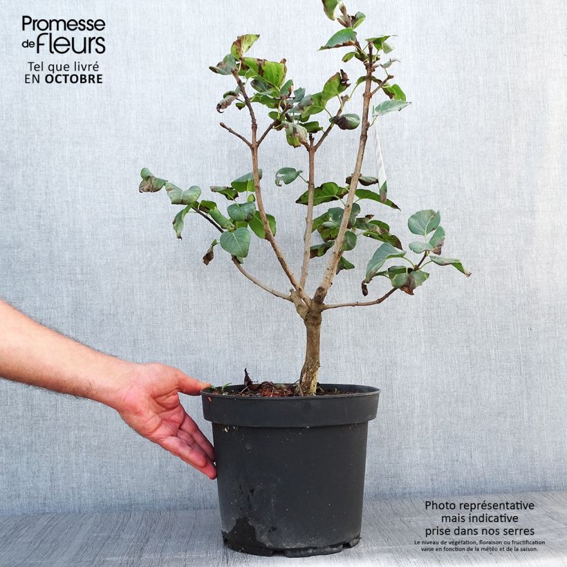 Spécimen de Lilas - Syringa vulgaris Souvenir de Louis Spaeth Pot de 7,5L/10L tel que livré en automne