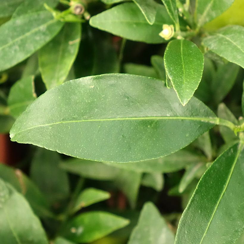 Limequat - Citrus x floridana (Feuillage)