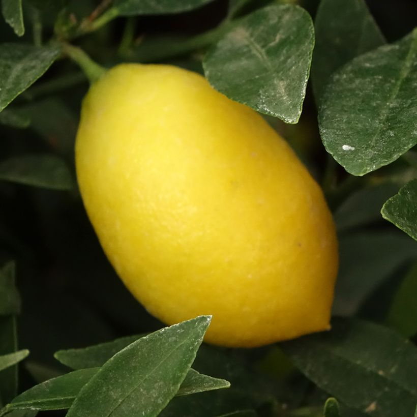 Limequat - Citrus x floridana (Récolte)