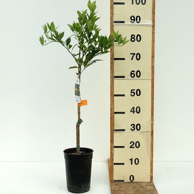 Spécimen de Limequat - Citrus x floridana Pot de 3L/4L, Touffe tel que livré en été