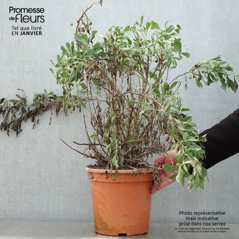 Spécimen de Limoniastrum monopetalum - Grand statice, Lavande de mer Pot de 7,5L/10L tel que livré en hiver