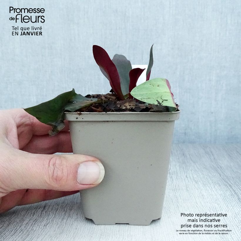 Spécimen de limonium Dazzle Rocks - Statice vivace  Godet de 8/9 cm tel que livré en hiver