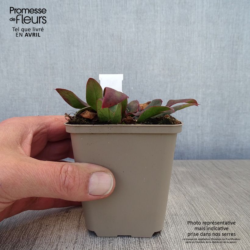 Spécimen de limonium Dazzle Rocks - Statice vivace  Godet de 8/9 cm tel que livré au printemps