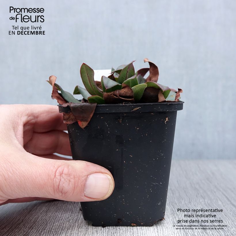 Spécimen de limonium Dazzle Rocks - Statice vivace  Godet de 8/9 cm tel que livré en automne