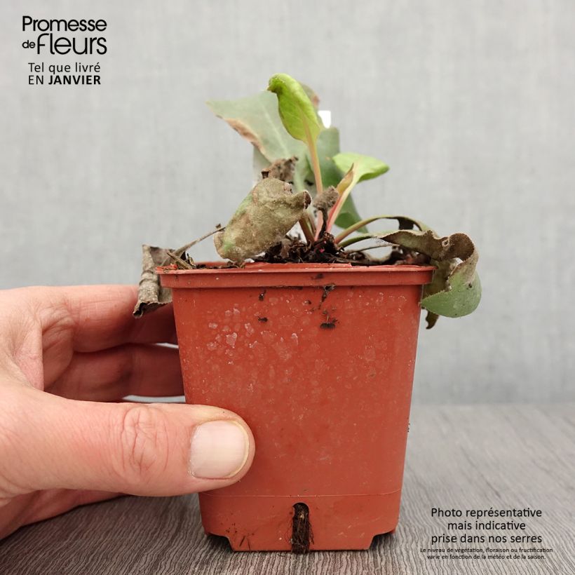 Spécimen de Limonium perezii - Statice des Canaries Godet de 8/9 cm tel que livré en hiver