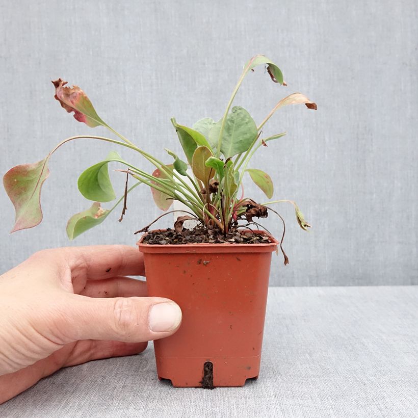 Limonium perezzi Vasetto da 8/9 cm esemplare consegnato in primavera