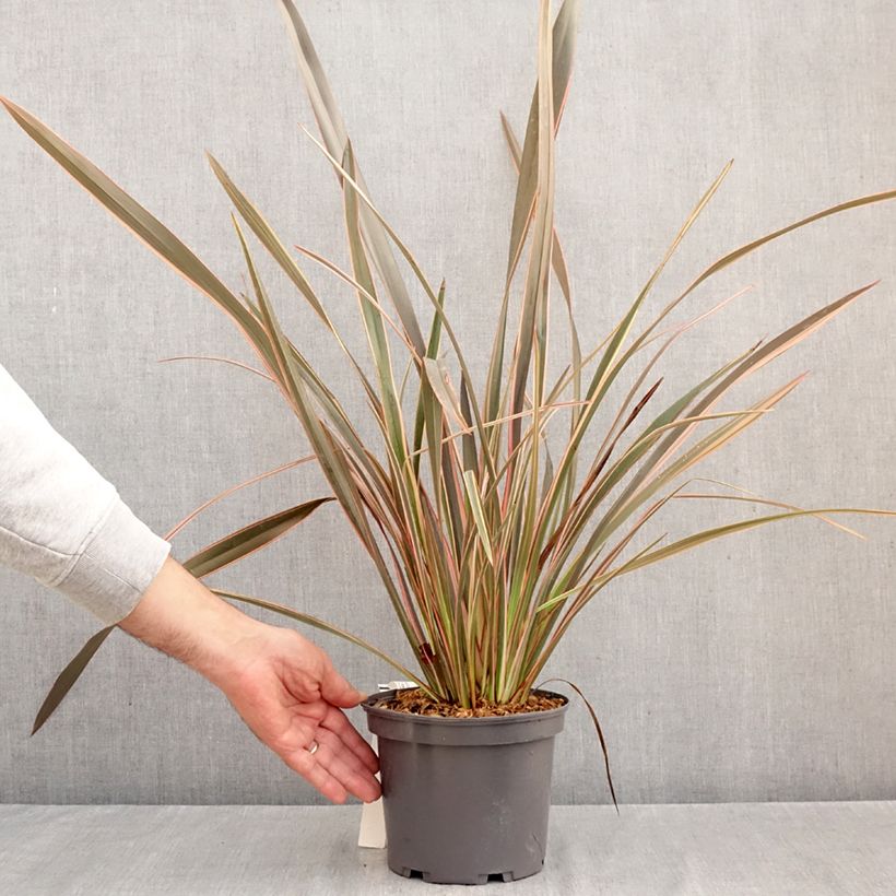 Spécimen de Lin de Nouvelle-Zélande - Phormium tenax Flamingo Pot de 3L/4L tel que livré en automne
