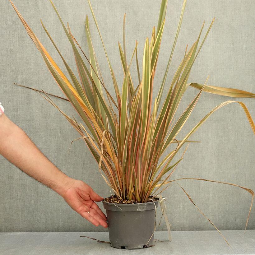 Spécimen de Lin de Nouvelle-Zélande - Phormium tenax Flamingo Pot de 3L/4L tel que livré en été