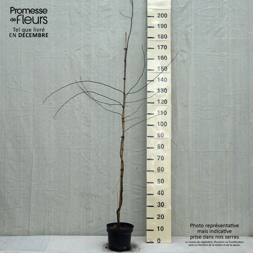 Spécimen de Lindera benzoin - Laurier benzoin Pot de 4L/5L tel que livré en hiver