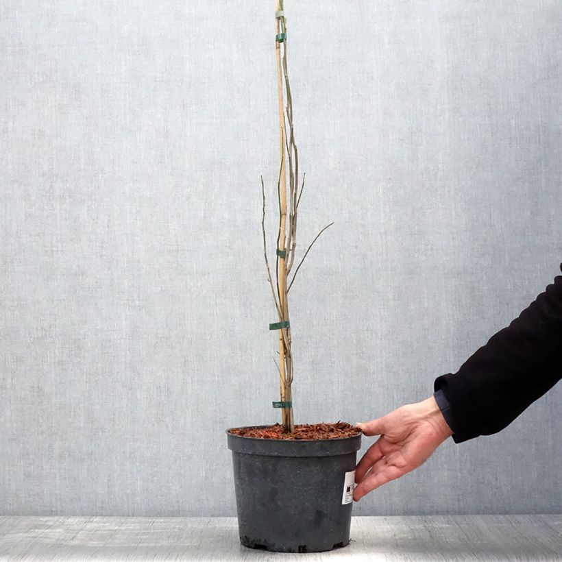 Spécimen de Lindera benzoin - Laurier benzoin Pot de 4L/5L tel que livré au printemps