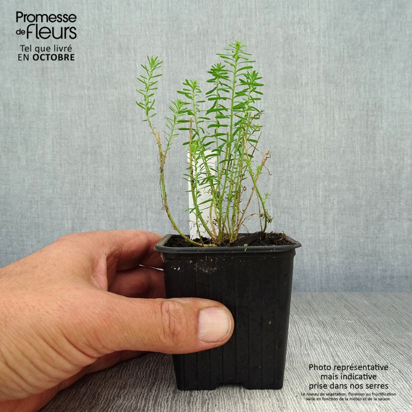 Spécimen de Linum perenne - Lin vivace Godet de 7/8 cm tel que livré en automne