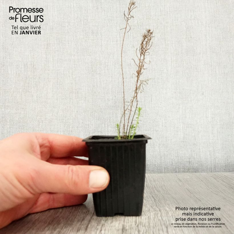 Spécimen de Linum perenne - Lin vivace Godet de 7/8 cm tel que livré en hiver