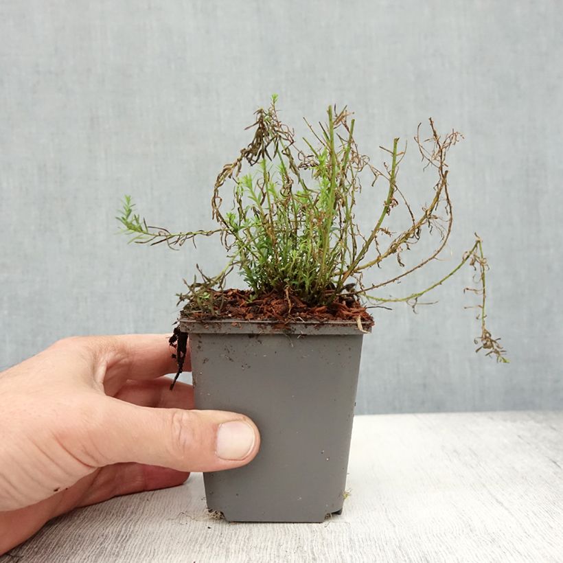 Spécimen de Linum perenne Saphir - Lin vivace Godet de 8/9 cm tel que livré en automne