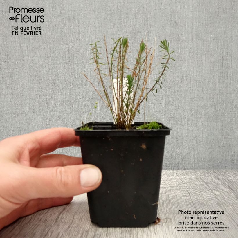 Spécimen de Linum perenne Saphir - Lin vivace Godet de 8/9 cm tel que livré en hiver