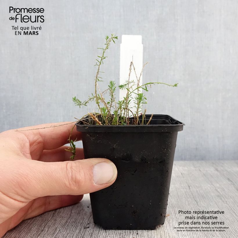 Linum perenne Saphir - Lino perenne Vasetto da 8/9 cm esemplare consegnato in primavera