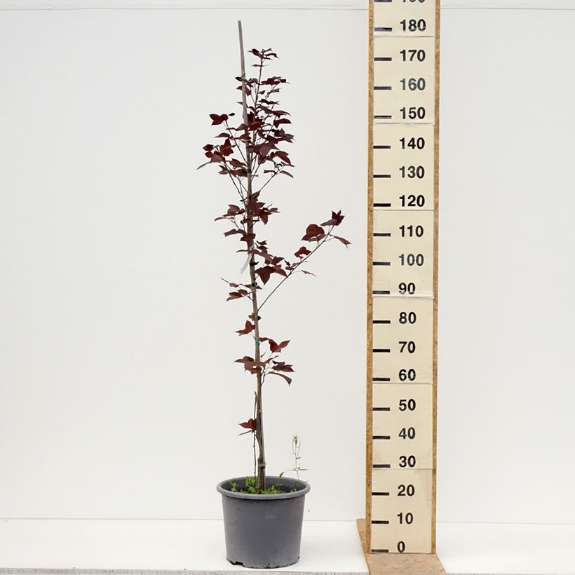 Spécimen de Liquidambar formosana - Copalme de Chine Pot de 12L/15L, Baliveau tel que livré au printemps