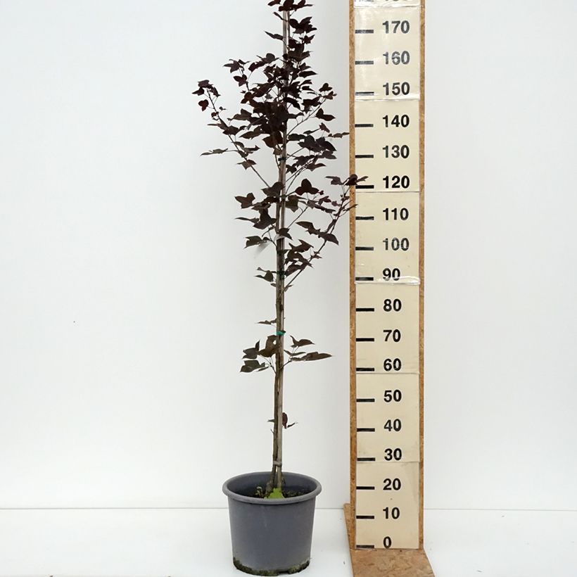 Spécimen de Liquidambar formosana - Copalme de Chine Pot de 12L/15L, Baliveau tel que livré en été
