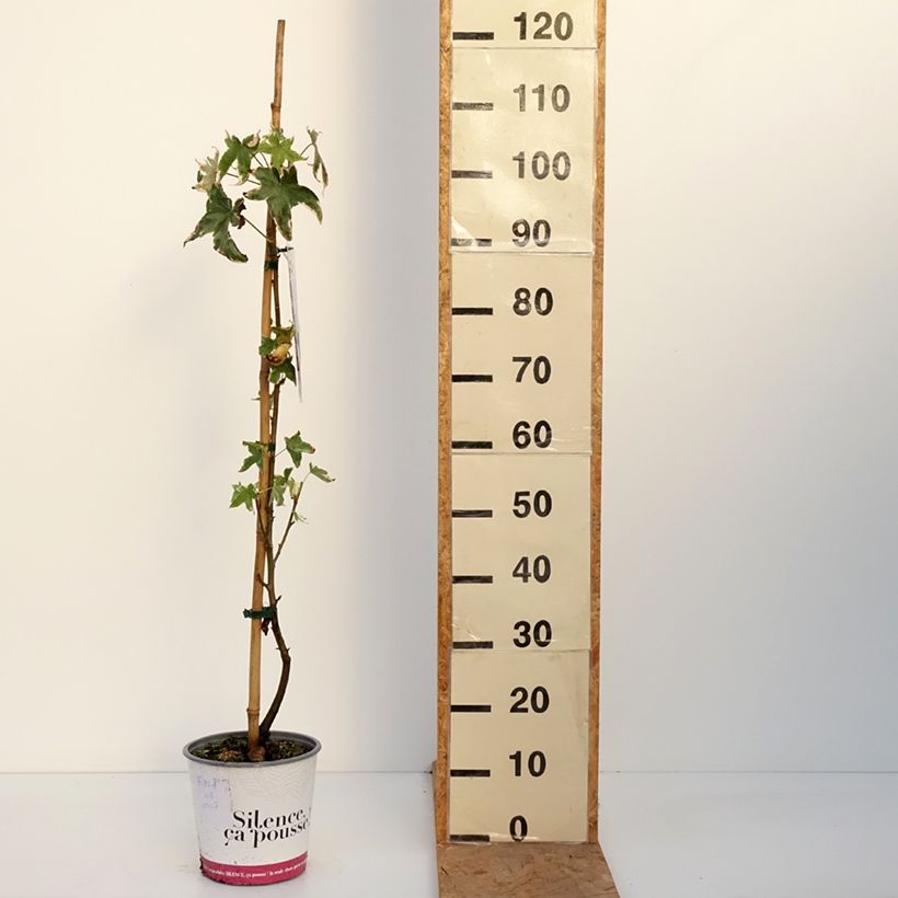 Spécimen de Liquidambar styraciflua Albomarginata Manon - Copalme d'Amérique Pot de 4L/5L tel que livré en automne
