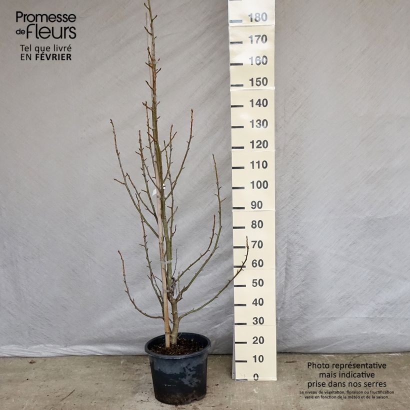 Spécimen de Liquidambar styraciflua Aurea - Copalme d'Amérique Pot de 12L/15L, Baliveau tel que livré en hiver