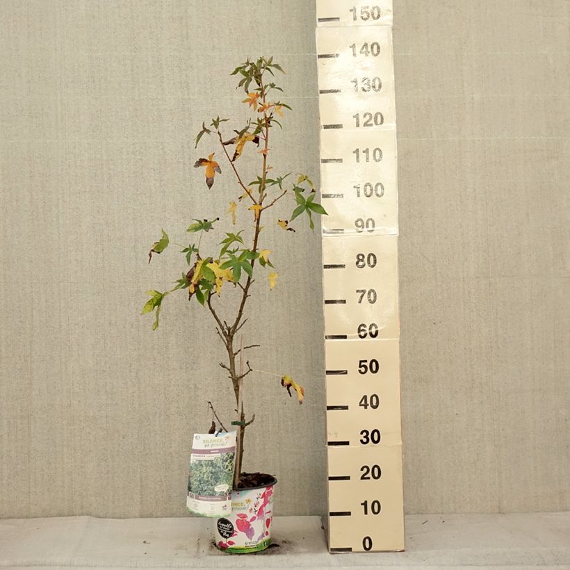 Spécimen de Liquidambar styraciflua Aurea - Copalme d'Amérique Pot de 4L/5L tel que livré en automne