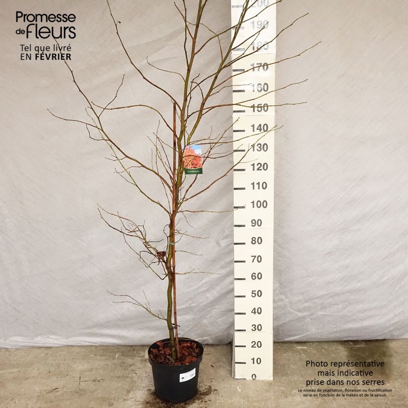 Spécimen de Liquidambar styraciflua Pot de 7,5L/10L tel que livré en hiver