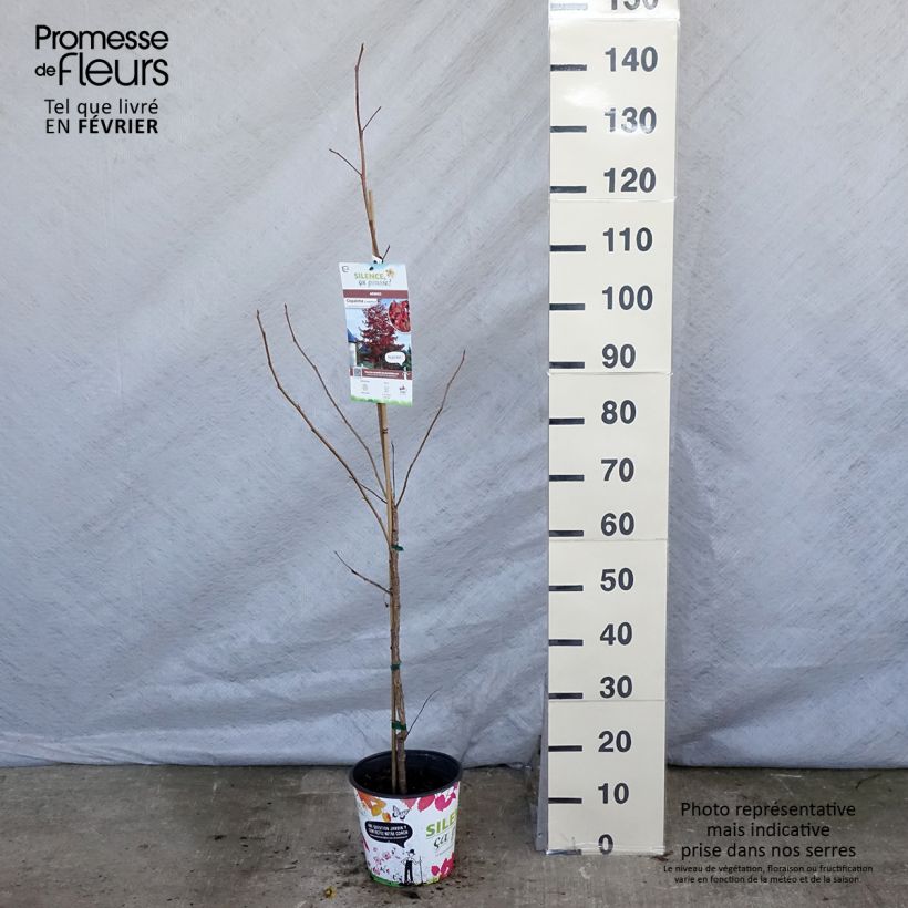 Spécimen de Liquidambar styraciflua Pot de 3L/4L tel que livré en hiver