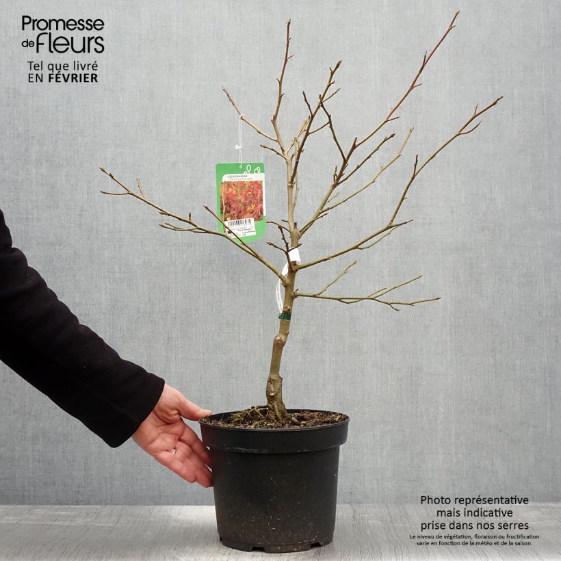 Spécimen de Liquidambar styraciflua Gum Ball - Copalme d'Amérique Pot de 4L/5L tel que livré en hiver