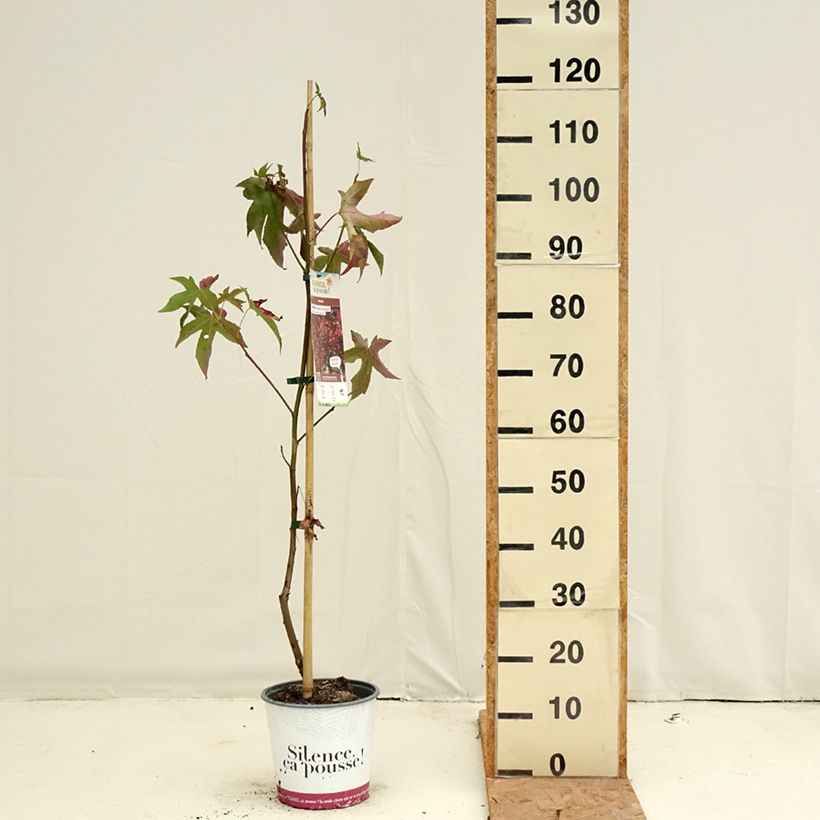 Spécimen de Liquidambar styraciflua Lane Roberts - Copalme d'Amérique Pot de 2L/3L tel que livré en automne