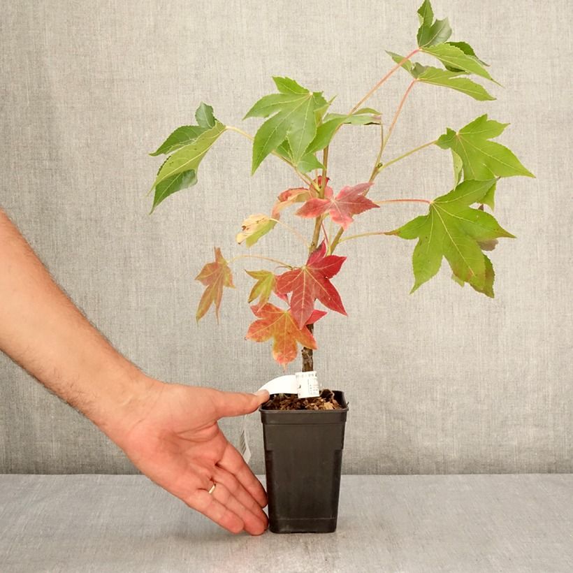 Spécimen de Liquidambar styraciflua Oakville Highlight - Copalme d'Amérique Pot de 1L/1,5L tel que livré en été