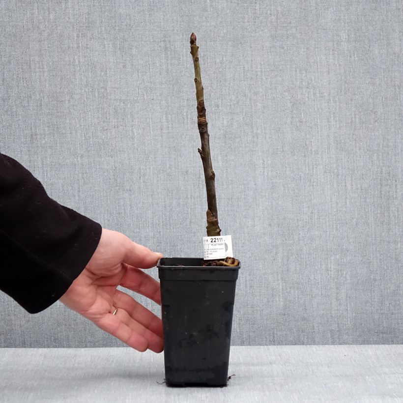 Spécimen de Liquidambar styraciflua Oakville Highlight - Copalme d'Amérique Pot de 1L/1,5L tel que livré en hiver