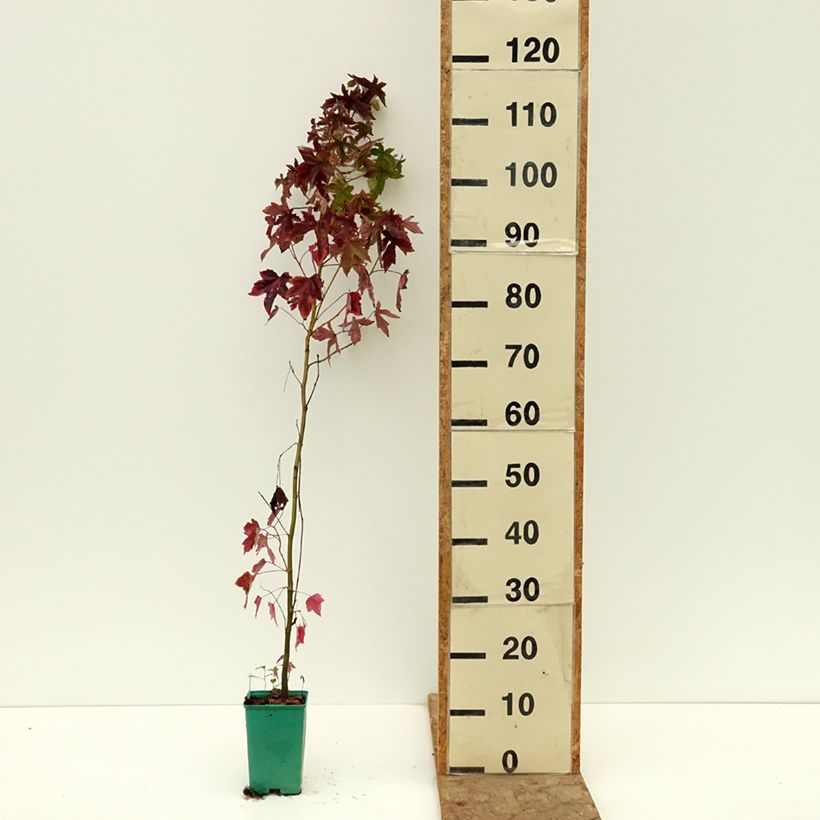 Spécimen de Liquidambar styraciflua Pot de 12 cm / 13 cm tel que livré en automne