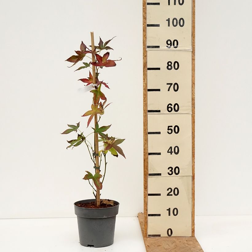 Spécimen de Liquidambar styraciflua Slender Silhouette - Copalme d'Amérique Pot de 4L/5L tel que livré en automne