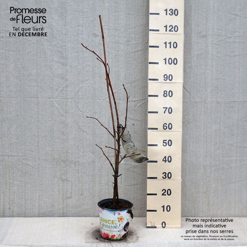Spécimen de Liquidambar styraciflua Thea - Copalme d'Amérique Pot de 4L/5L tel que livré en automne