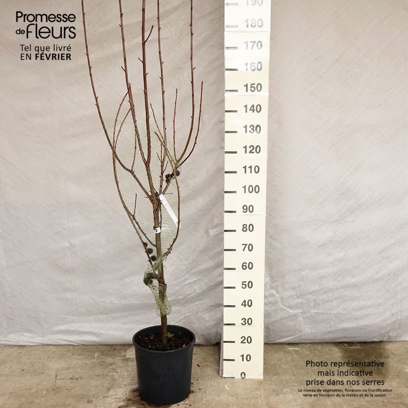 Spécimen de Liquidambar styraciflua Worplesdon Pot de 7,5L/10L tel que livré en hiver