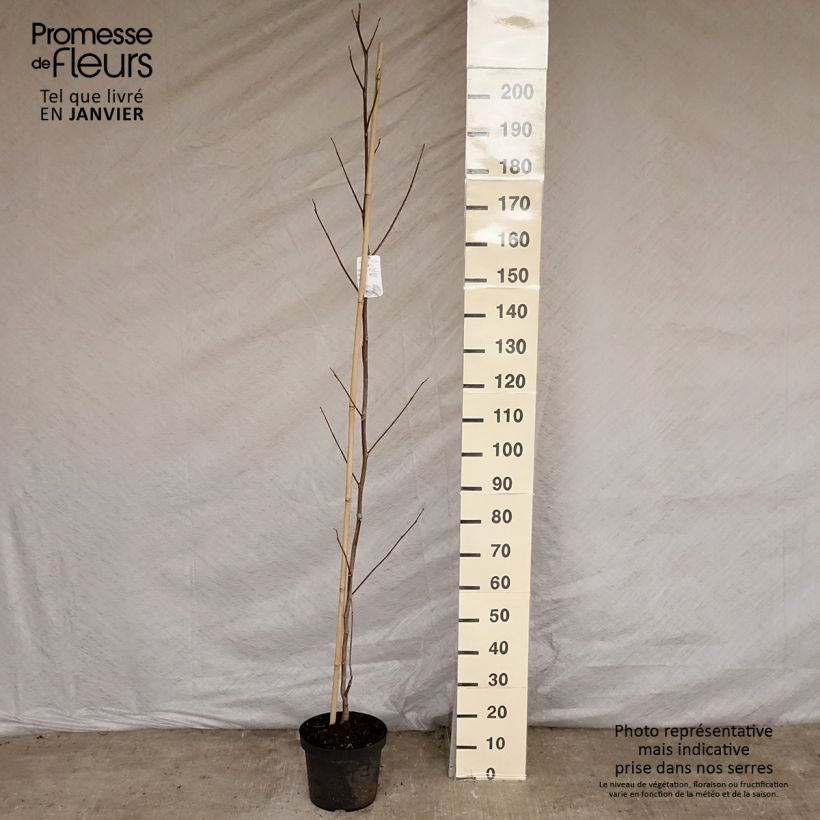 Spécimen de Liriodendron tulipifera Aureomarginatum - Tulipier de Virginie  Pot de 7,5L/10L tel que livré en hiver