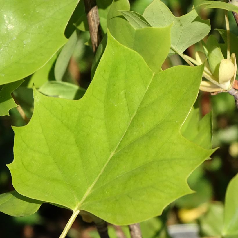 Liriodendron tulipifera Emerald City - Tulipier de Virginie (Feuillage)