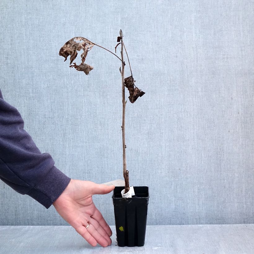 Spécimen de Liriodendron tulipifera Emerald City - Tulipier de Virginie Pot de 1L/1,5L tel que livré en automne