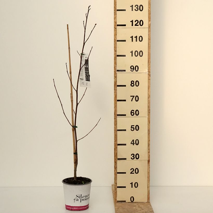 Spécimen de Liriodendron tulipifera Fastigiata - Tulipier de Virginie Pot de 4L/5L, Tige tel que livré en hiver