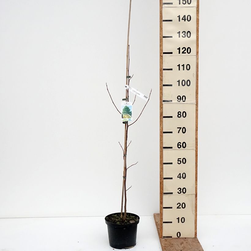 Spécimen de Liriodendron tulipifera Purgatory - Tulipier de Virginie panaché Pot de 4L/5L tel que livré en hiver