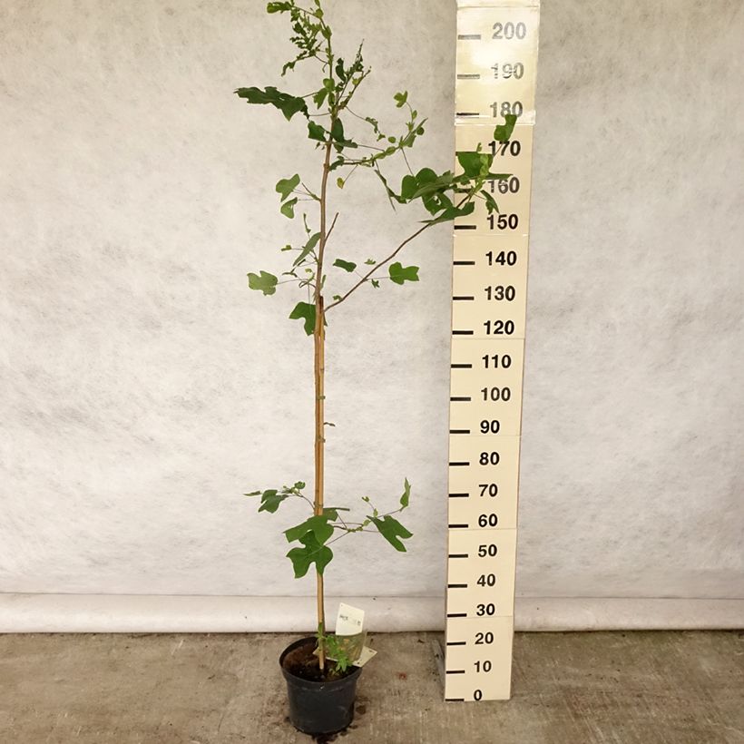 Spécimen de Liriodendron tulipifera - Tulipier de Virginie Pot de 4L/5L tel que livré en été