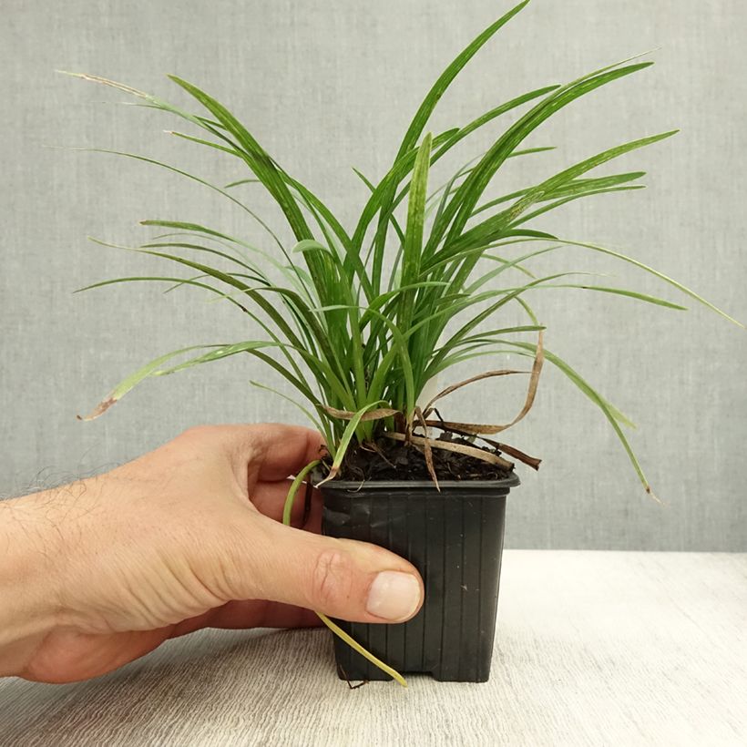 Spécimen de Liriope graminifolia var. densiflora Godet de 8/9 cm tel que livré en automne