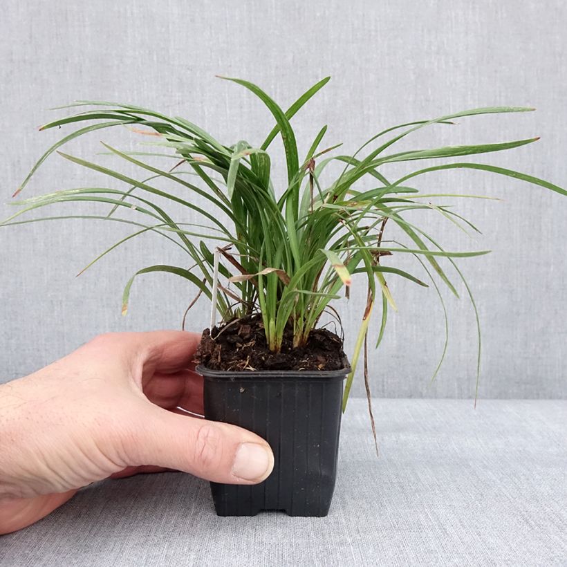 Spécimen de Liriope graminifolia var. densiflora Godet de 8/9 cm tel que livré en hiver